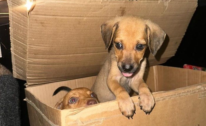 Cachorros abandonados