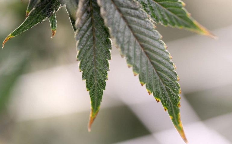 STJ autoriza cultivo industrial de cannabis para fim medicinal