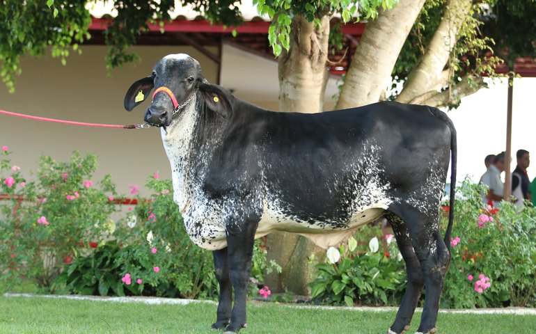 Leilão Mais Leite é destaque em valorização animal