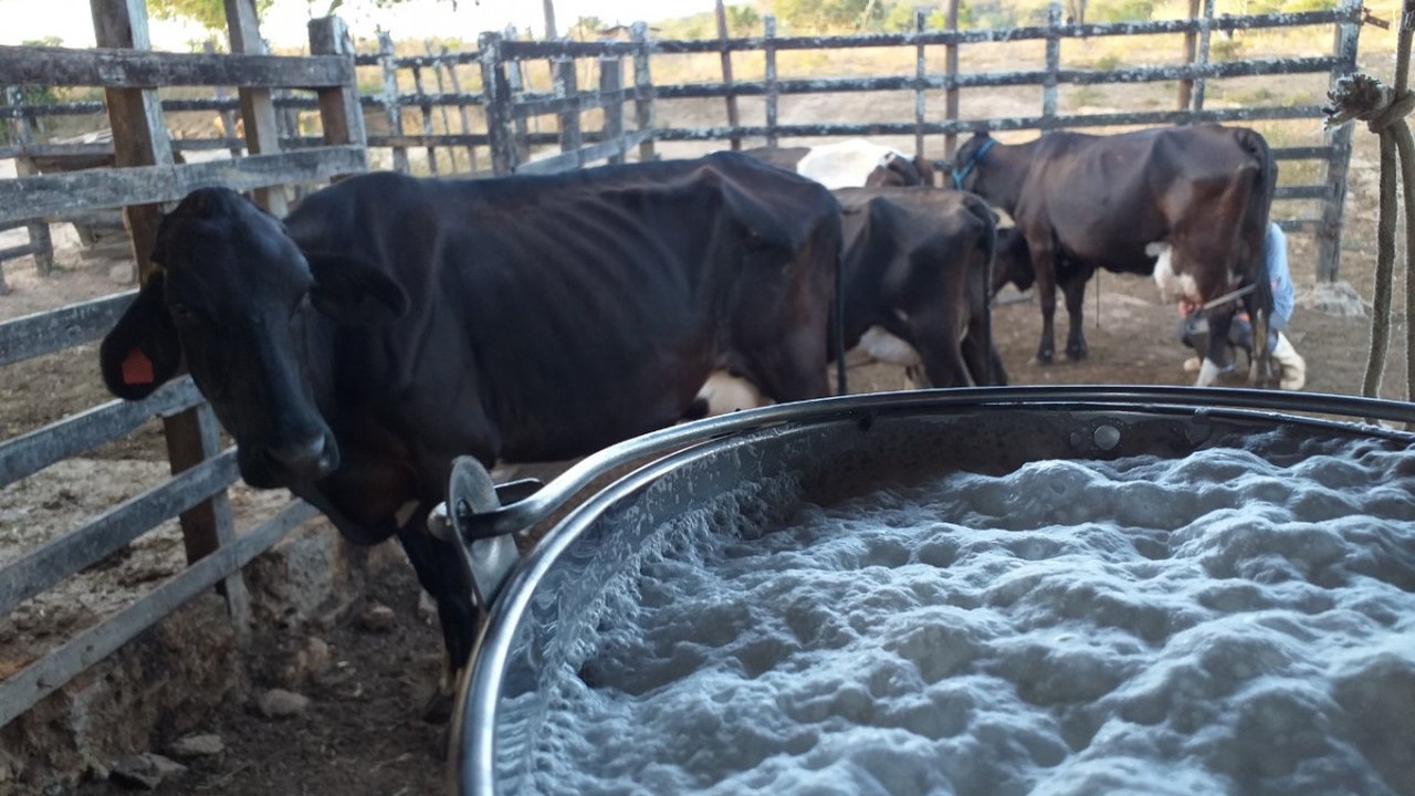 Emater gera aumento de 60% na produção de leite de bovinocultor em Olho D’Água das Flores