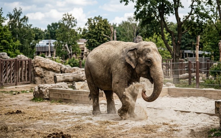 Zoológico de Moscou renova abrigo e oferece banho de areia a elefantes