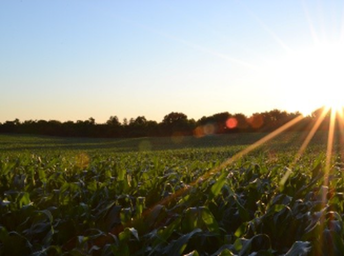 Protetores solares biológicos criam escudo para plantas contra calor e radiação