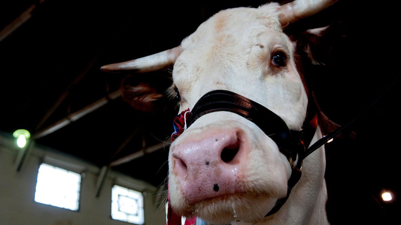 Urgência dos EUA por carne bovina representa oportunidade para Brasil e Mercosul, afirmam especialistas