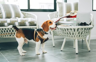 Prazo para responder pesquisa sobre turismo pet friendly termina nesta terça, 30