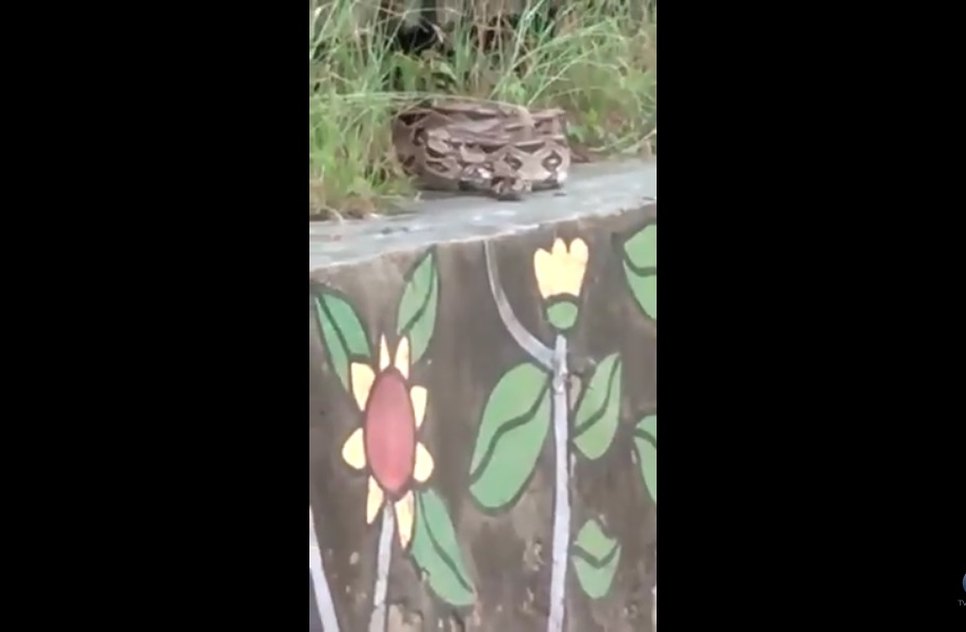 COBRA NO PARQUE DOS CAJUEIROS