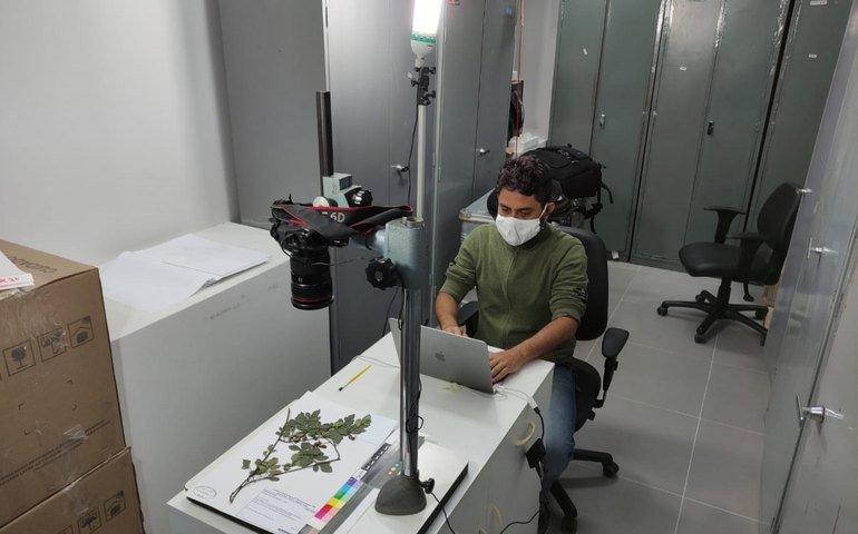 Herbário MAC prossegue com trabalhos de digitalização de plantas