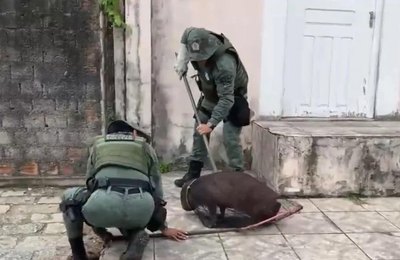 Capivara ferida é resgatada pela Polícia Militar em Maceió