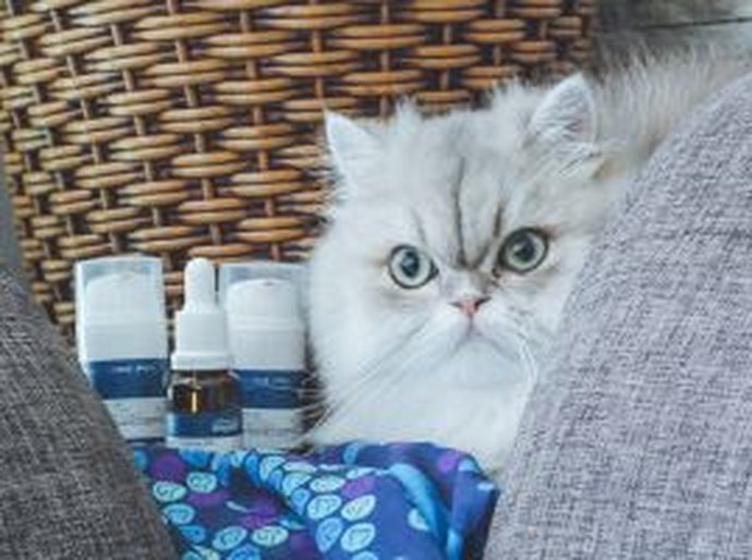 Nutracêuticos: lançamentos e personalização inovam o tratamento de animais de estimação