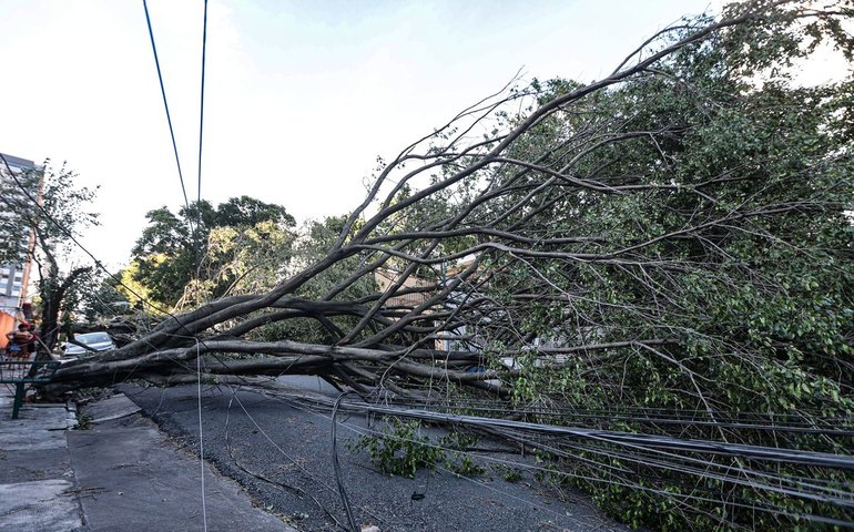 Queda de árvore deixa uma pessoa morta em Guarulhos, afirma Defesa Civil