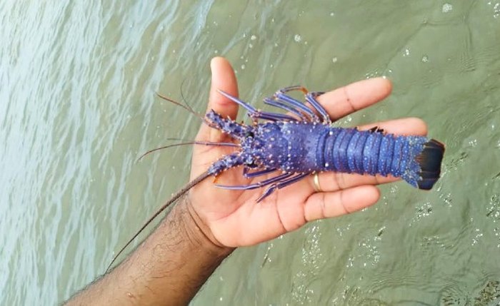 Após a captura incidental, pescador devolveu o animal ao mar Após a captura incidental, pescador devolveu o animal ao mar
