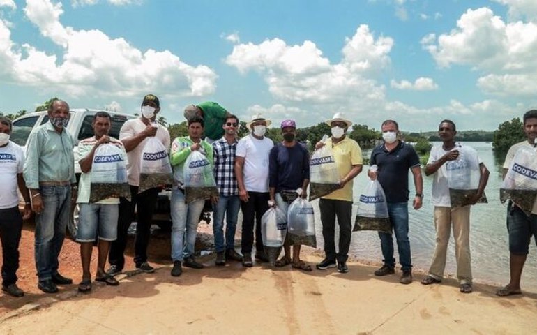 Parceria entre Prefeitura de Penedo e Codevasf distribui alevinos para piscicultores