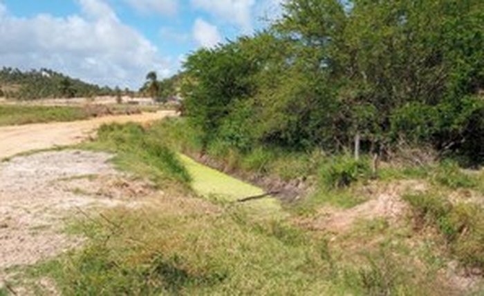 Estrada atravessa parte do mangue