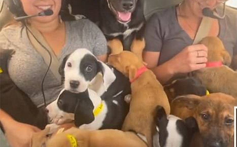 Ativista norte-americana resgata 27 cachorros de avião que seriam sacrificados