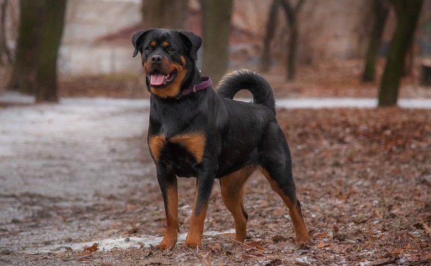 Aumenta atendimento por mordida de cães