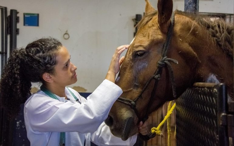 Comissões debatem impactos do ensino a distância em medicina veterinária