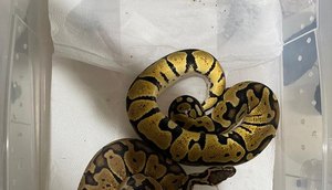 cobra apreensão PF