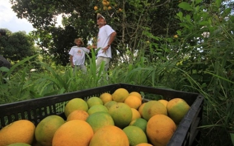Agricultura gera renda e transforma a vida de alagoanos
