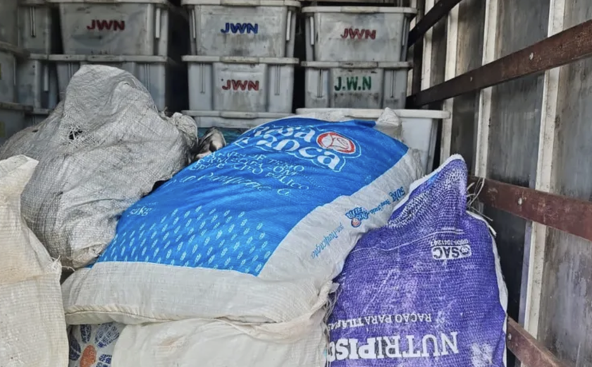 PRF apreende 900 kg de peixe transportado sem refrigeração e em contato com diesel em Canapi