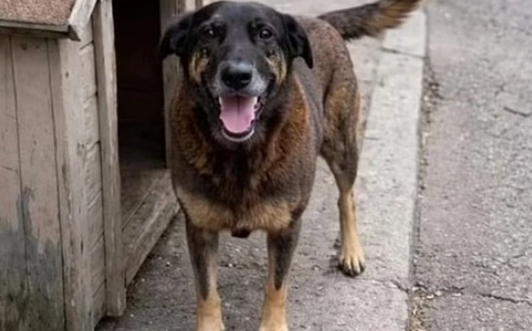 Ministério Público pede diligência específica à polícia no caso do cão Orelha