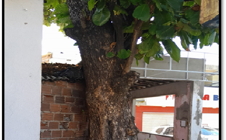 Em indicações, Aldo Loureiro pede corte e poda de árvores no Barro Duro e Village Campestre