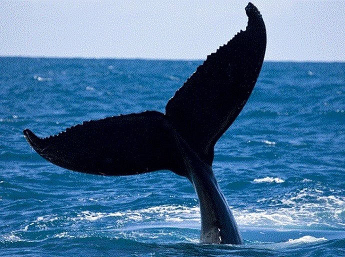 Projeto une turismo e preservação ambiental na Bahia