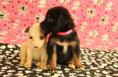Centro de Zoonoses disponibiliza cães e gatos para adoção