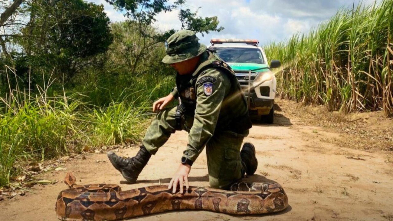 No dia Mundial dos Animais, Polícia Militar destaca a apreensão e resgate de seis mil animais silvestres em 2024