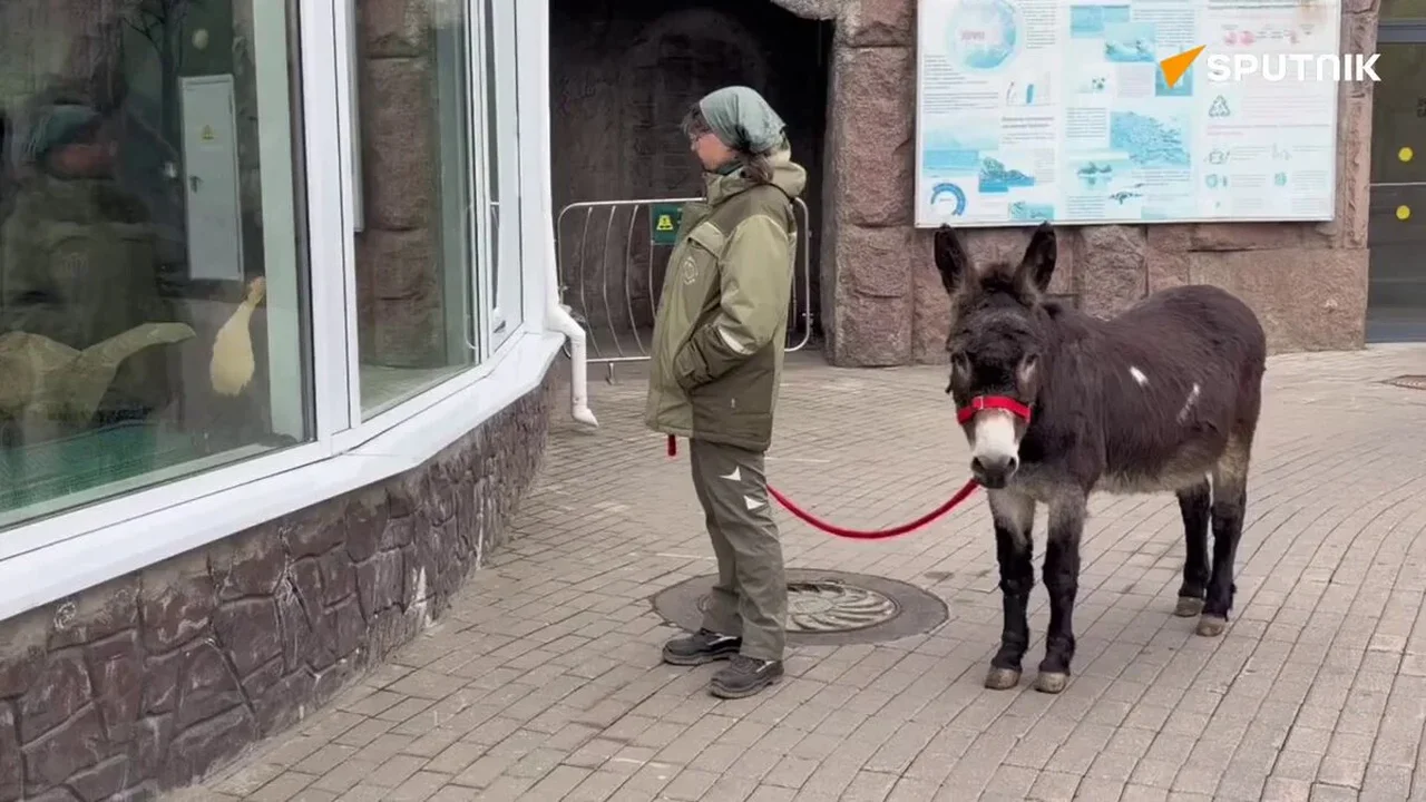 Três minutos com um minicavalo ou um burro podem melhorar o seu humor, revela estudo