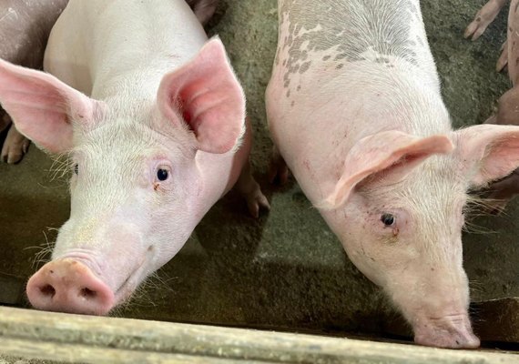  Secretaria de Agricultura prorroga vacinação contra Peste Suína Clássica até 22 de dezembro 