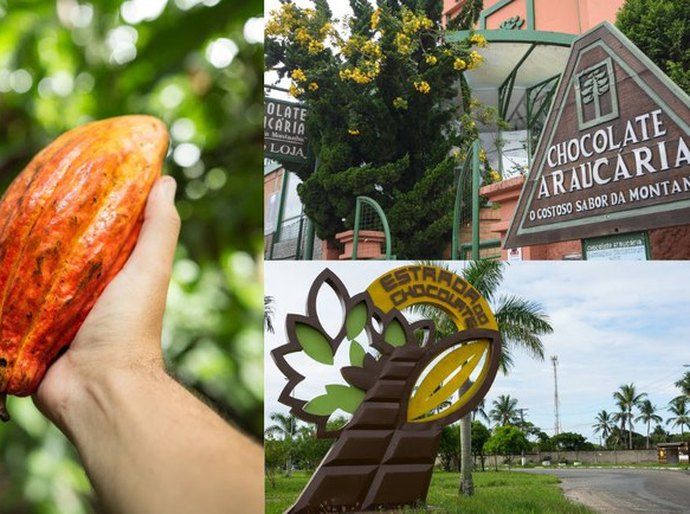 Dia do Cacau: o fruto que dá origem a delícias como o chocolate impulsiona a economia e promove o turismo em várias regiões do país