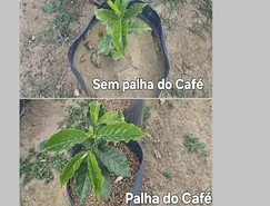 Pesquisa da Uesb - Casca do Café (3).jpeg 