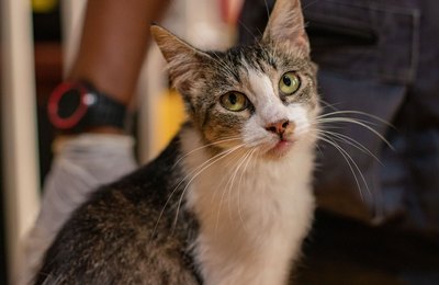 Feira de Adoção leva 25 animais para a Rua Aberta neste domingo (7)