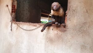 macaco2.jpeg