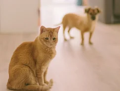 Cães e gatos alteram comportamento após perder um companheiro - Pexels (1).jpg 