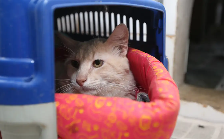 Governo inicia em janeiro cadastro nacional de cães e gatos