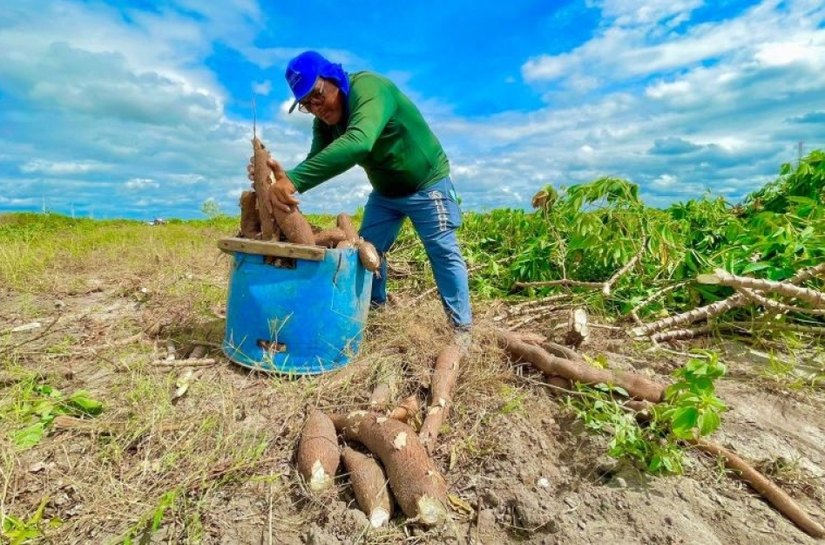 Município de Campo Alegre é classificado pelo Governo Federal para executar R$ 175 mil no PAA  In