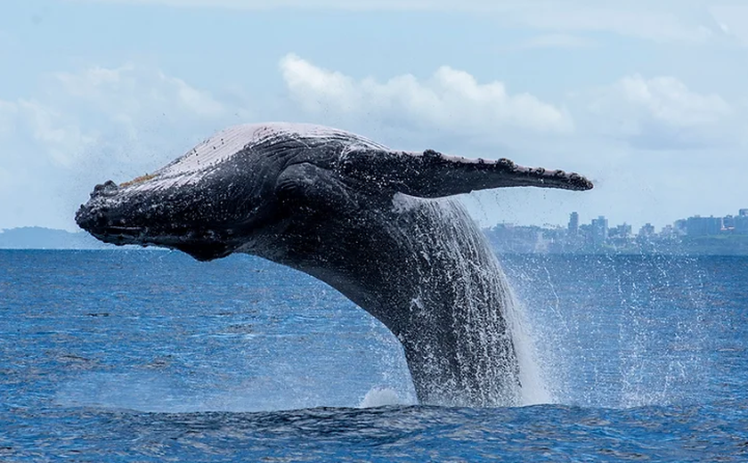 Monitoramento confirma população 25 mil de baleias jubarte