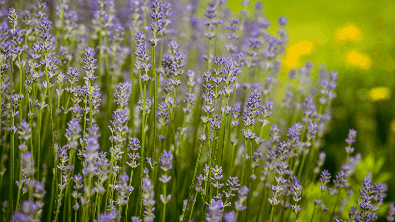 Espiritualidade e natureza: 4 plantas ligadas à intuição, proteção e prosperidade