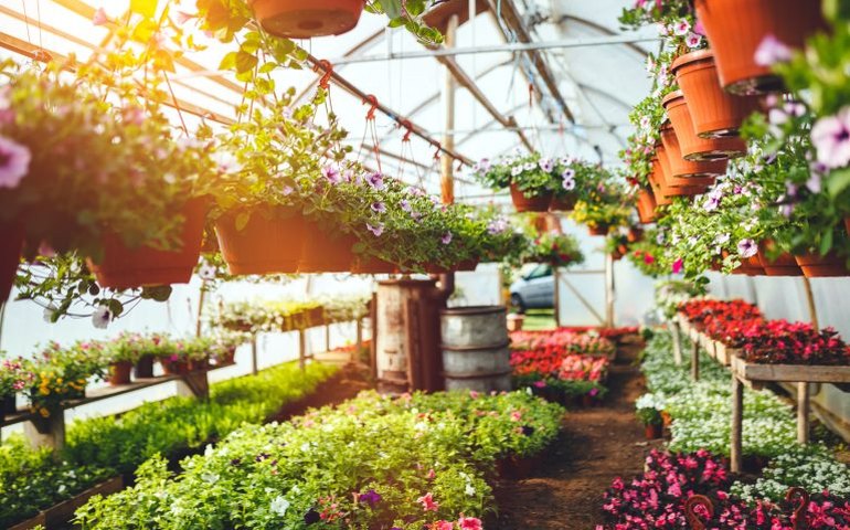 Nova lei cria incentivo à cultura de flores e de plantas ornamentais de qualidade