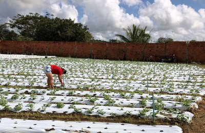  Prefeitura e Embrapa executam projeto para cultivo de tomate híbrido em Arapiraca