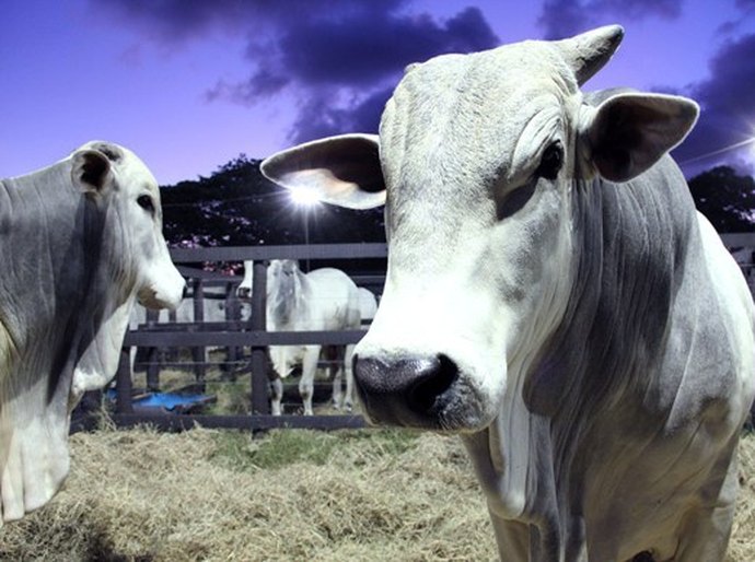 Prazo para declaração da vacinação contra aftosa encerra no próximo dia 15