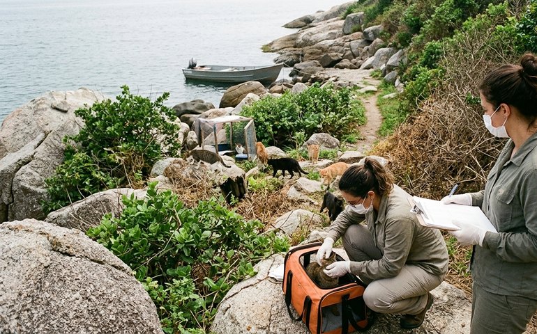 'Ilha dos Gatos', no litoral do Rio: entenda em seis tópicos questões ambientais e de saúde envolvidas