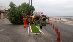 Chuva provoca queda de árvore na Zona Norte de Aracaju / Foto: Foto: SMTT/Aracaju