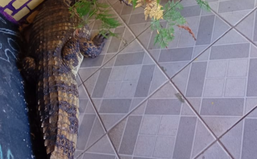 Funcionários de açaiteria encontram jacaré na porta do trabalho em Marechal Deodoro