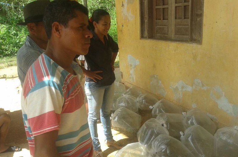 Secretaria de Agricultura distribui 248 mil alevinos de tilápia no mês de abril