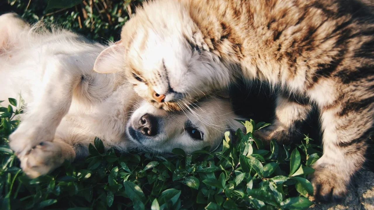 Introdução planejada define a relação entre cães e gatos em casa