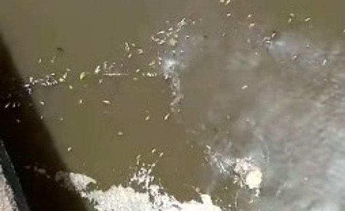 Peixes apareceram mortos durante a manhã desta terça-feira