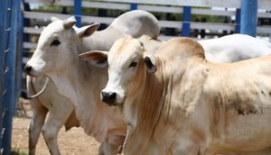 Segunda etapa da vacinação contra febre aftosa inicia na próxima segunda-feira