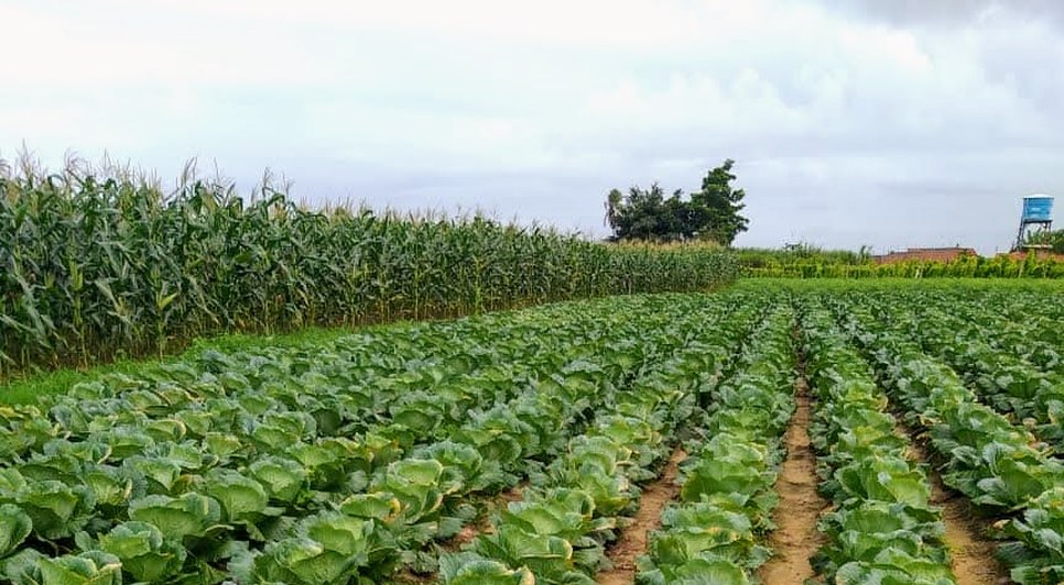 LAVOURAS AGRICULTURA