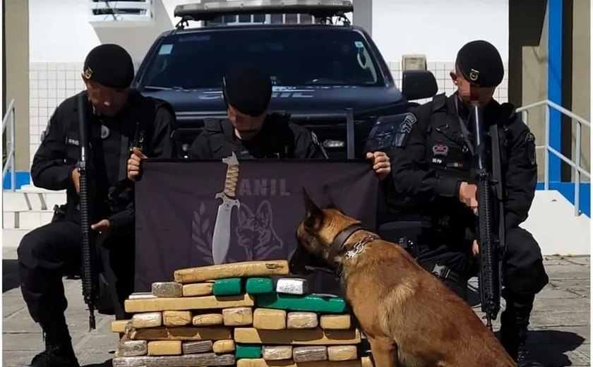 Polícia apreende mais de 200 kg de maconha em Rio Largo; ninguém foi preso